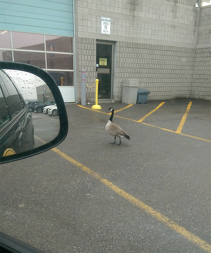 funny meanwhile in canada pictures 18 5d42d8120f4ea 700 5d4d425dc46cf 700