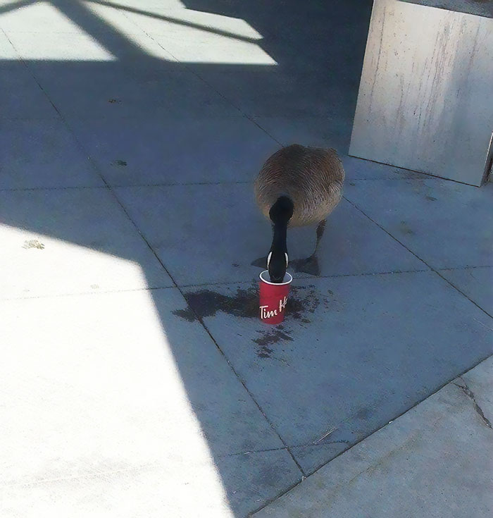 funny meanwhile in canada pictures 36 5d491b22ce2eb 700 5d4d420c38c49 700